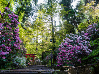 山道に咲く石楠花の花