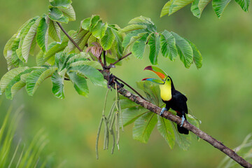 Keel-billed Toucan