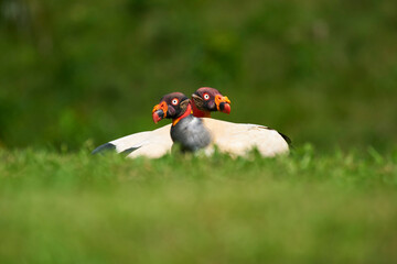 King Vultures