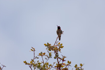 Anna's Hummingbird on a green, leafy bush in the desert of Nevada