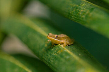 brown stream frog (hylarana chalconota) kongkang kolam frog on leaves, brwon frog on green leaves, animal closeup