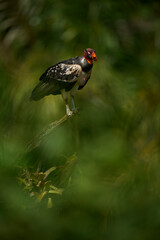 King Vulture