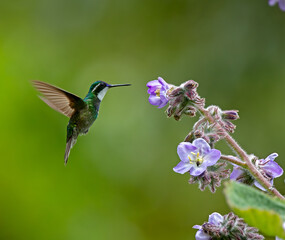 Plakat A male White-throated Mountain-gem hovering