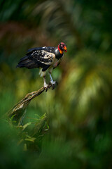 King Vulture