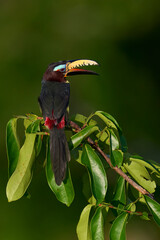 Lettered Aracari