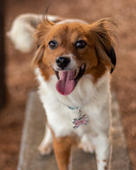 Fototapeta premium portrait of a dog