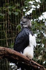 Strong eagle harpia - Parque das Aves (bird park)