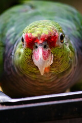 Close-up of parrot  - Parque das Aves (bird park)