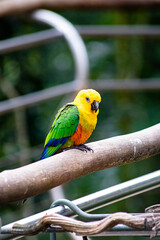 Beautiful little parakeet  - Parque das Aves (bird park)