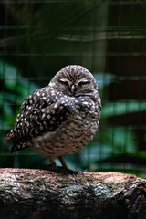 Serious  little owl  - Parque das Aves (bird park)