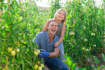 Father sitting and harvesting tomatoes in kitchen garden. His daughter standing behind him and touching father's head.