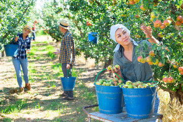 Asian female farmer engaged in picking of pears in orchard, laying harvested fruits in buckets