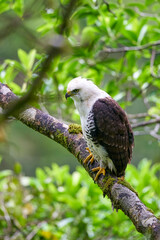 Ornate Hawk-Eagle