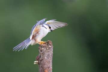 Pearl Kite
