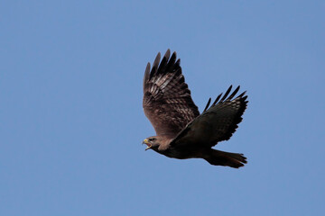 Red-tailed hawk