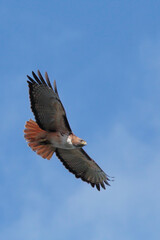 Red-tailed hawk