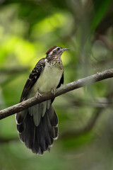 Pheasant Cuckoo