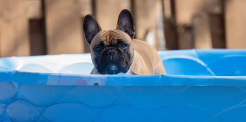 Adorable French Bulldog Splashes Happily in Small Blue Pool, Keeping Cool on a Fun Summer Day
