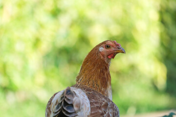 Close up colorful brown chicken with isolated green background. Selective focus of chicken. Available cut out shape from image. Open space area.