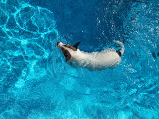 High angle view of a small white dog swimming in backyard swimming pool on a sunny day
