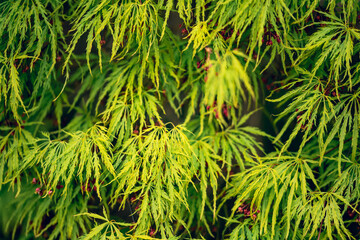 Fond printemps de feuilles d'érable colorées au printemps