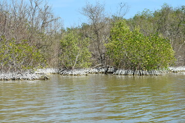 AVES, FLAMINGOS FLAMENCOS CORMORAN PELICANOS MANGLE MANGLAR LAS COLORADAS YUCATAN SELVA MAYA