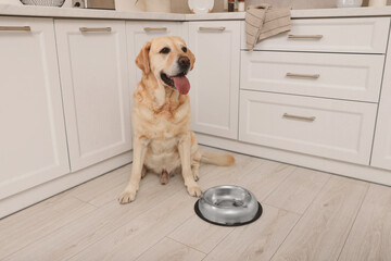 Cute Labrador Retriever waiting near feeding bowl on floor indoors