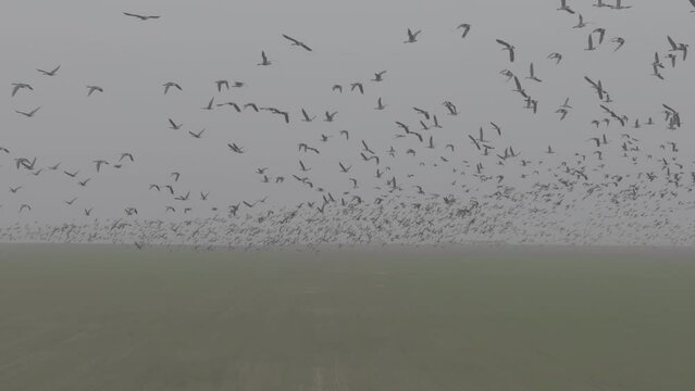 Flock of geese in flying over farm fields. Flight with wild birds, with sound. Beautiful birds during the migration. Wildlife birdwatching. Slow motion 120 fps video, ProRes, 10 bit, ungraded D-LOG