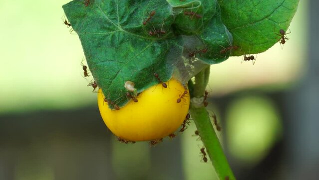 Solanum melongena (Also called eggplant, terung, terong, brinjal, aubergine) on the tree