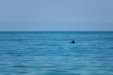 Obraz premium A dolphin swimming in the pacific ocean with catalina island in the distance