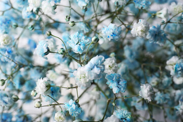 Many beautiful dyed gypsophila flowers, closeup view