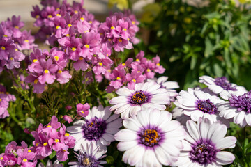 Obraz premium 春の花 オステオスペルマム