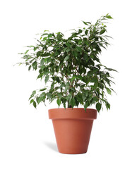 Beautiful ficus plant in terracotta pot isolated on white. House decor
