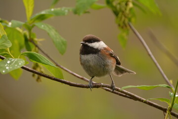 Obraz premium Chestnut-backed Chickadee on a branch