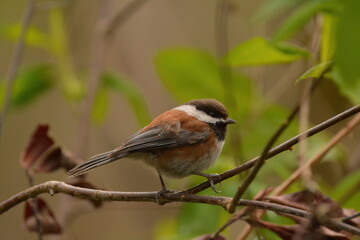 Chestnut-backed Chickadee on a branch