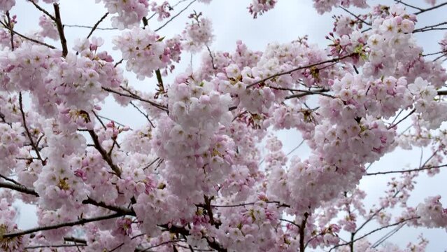 Toronto, Ontario, Canada May Cherry blossoms in the spring at university of Toronto campus. High quality 4k footage