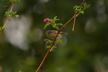 Ruby-crowned Kinglet on a springtime branch