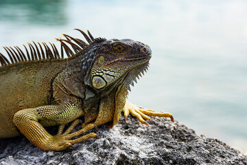 Fototapeta premium Iguana dragon. Iguana lizard on a stone. Green lizards iguana. Big iguana on an nature.