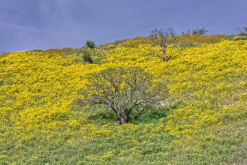 Obraz premium Carrizo Plains National Park Adorned with Bright Yellow Flowers During Superbloom