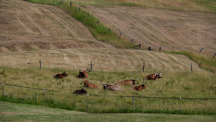 Obraz premium Longhorns in field