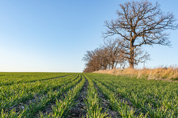 Ground level shot of winter wheat, a blue sky, and oak trees in the spring.
