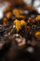 A close-up of bright orange moss against the tree's bark, shot in macro photography.