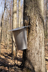Pail used to collect sap of maple trees to produce maple syrup in Quebec. Multiple buckets hanging from a large sugar maple tree collecting sap for maple syrup on an early spring day.