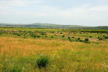 Yellowed grass and scattered bushes in the endless steppe at the foot of the hills under a cloudy summer sky.