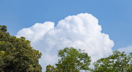 Obraz premium 春・初夏・夏の晴天太陽の日差しに照らされた新緑の木々の葉とさわやかな青空、入道雲の背景 アウトドア・キャンプ・ゴールデンウィーク・夏休み・祝日のイメージ