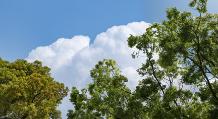 春・初夏・夏の晴天太陽の日差しに照らされた新緑の木々の葉とさわやかな青空、入道雲の背景　アウトドア・キャンプ・ゴールデンウィーク・夏休み・祝日のイメージ