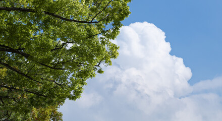 春・初夏・夏の晴天太陽の日差しに照らされた新緑の木々の葉とさわやかな青空、入道雲の背景　アウトドア・キャンプ・ゴールデンウィーク・夏休み・祝日のイメージ