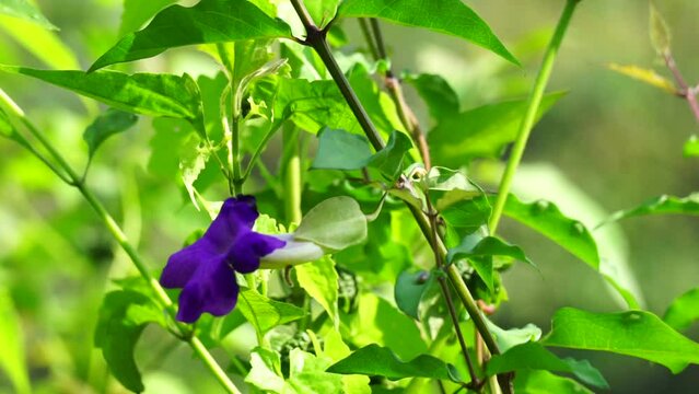 Thunbergia erecta (Also known as bush clockvine, king's mantle, potato bush). It has been used as traditional medicine for insomnia, depression and anxiety management.