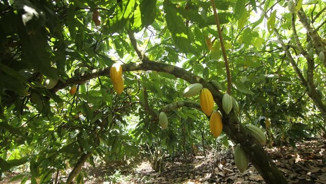 Ripe and young cocoa fruits in a cocoa tree on a farm, in Ivory Coast