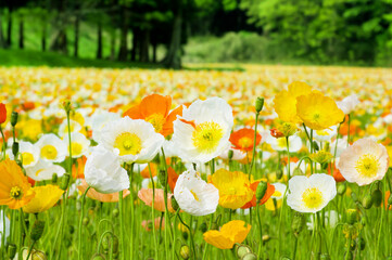 一面に咲く黄色のポピーの花畑